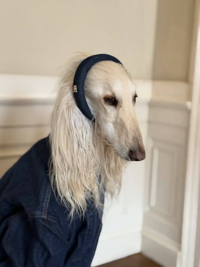 Афганская борзая по кличке Саманта покорила соцсети - фото 5