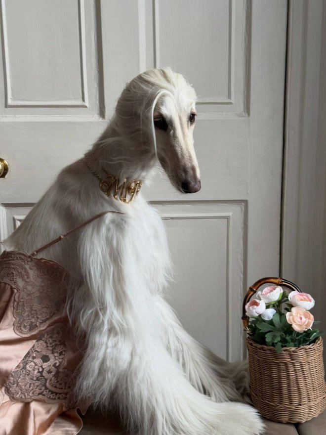 Афганская борзая по кличке Саманта покорила соцсети - фото 3
