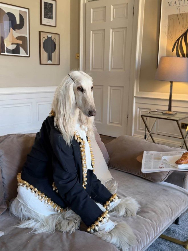 Афганская борзая по кличке Саманта покорила соцсети - фото 6