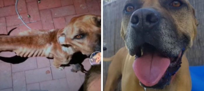 Усыновленные животные из приюта - фото 6