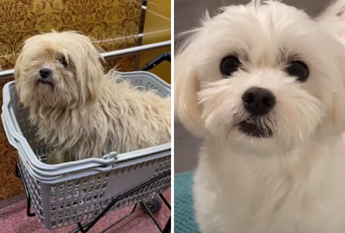 Усыновленные животные из приюта - фото 9