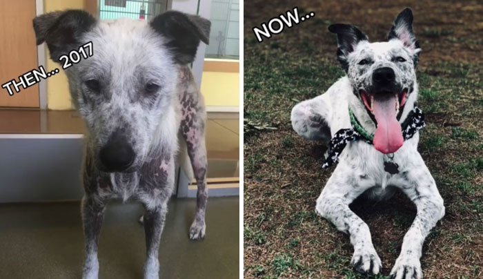 Усыновленные животные из приюта - фото 5