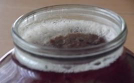 kvas iz svekly penka