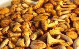 lisichki v smetane lisichki