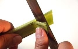 pirog iz revenya prigotovit reven